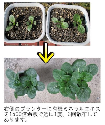 画像1: 有機ミネラルエキス【500g】「天然ミネラルと機能性ペプチドの相乗効果」【液体】【有機JAS適合資材】