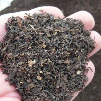 画像1: 品質向上糖度上昇「東南アジア産海藻粉末（ホンダワラ）」【1.5kg】