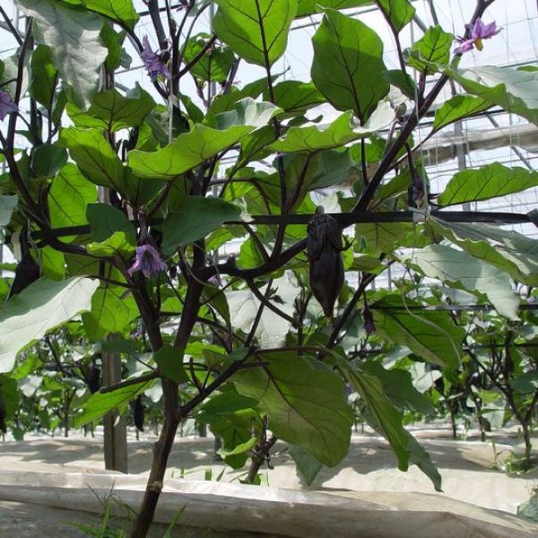 【穴あき】虫よけアルミマルチ【1条用】(95cm×5m)穴の間隔50cm・約9株用【9150】