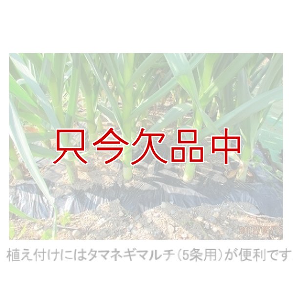 くまちゃんニンニク