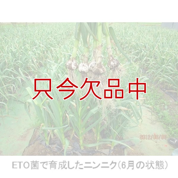 くまちゃんニンニク