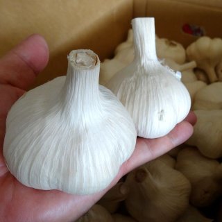 ホワイト六片 種用にんにく 箱込1キロ【余ったら食用としても