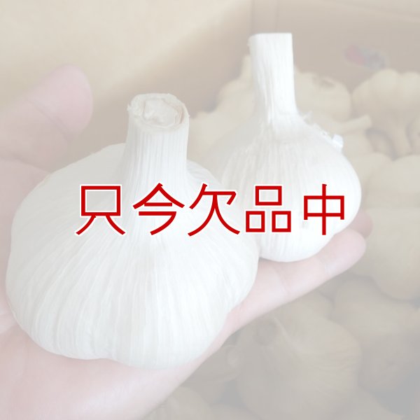 くまちゃんブランド種ニンニク