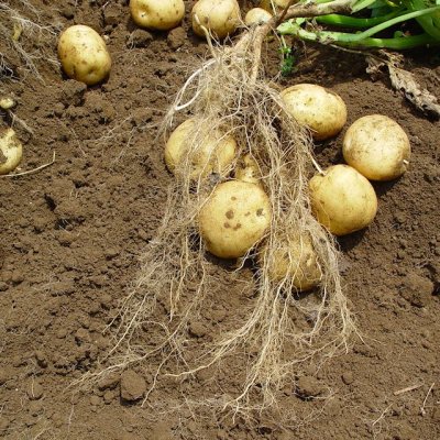 画像1: [2024年12月より予約開始します]（馬鈴薯）種ジャガイモ【トウヤ】【1kg】大粒で早生、育てやすい品種