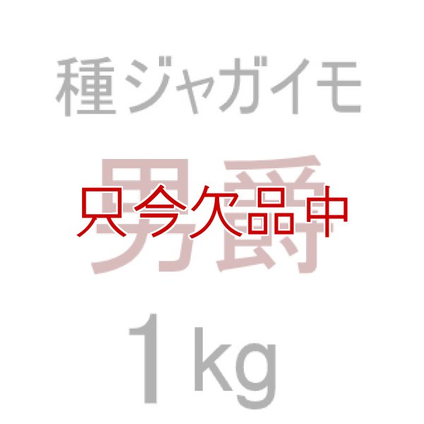 （馬鈴薯）種ジャガイモ【男爵薯】