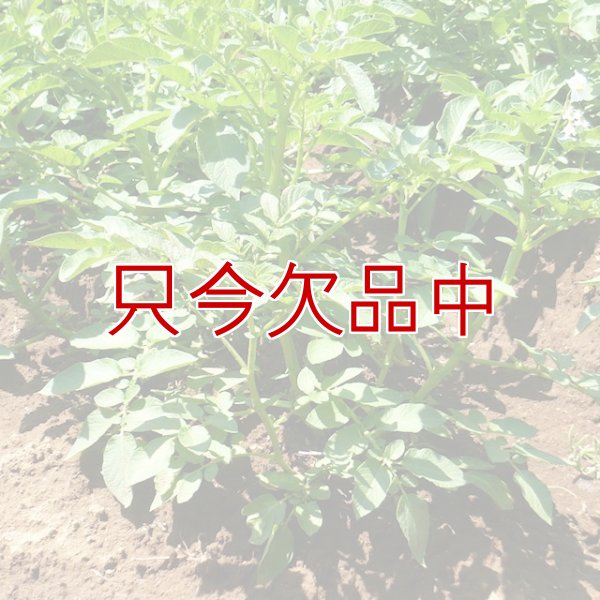 画像4: [完売][次回2026年12月より予約開始いたします]（馬鈴薯）種ジャガイモ【トウヤ】【1kg】大粒で早生、育てやすい品種 (4)