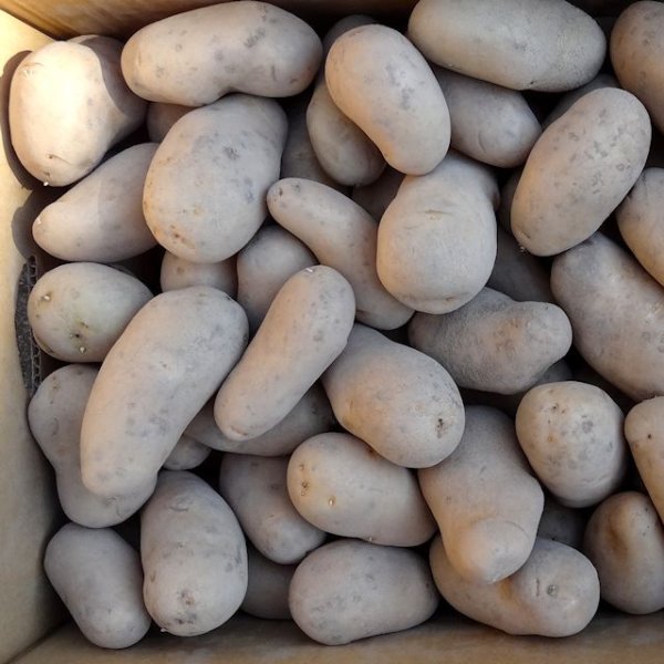 （馬鈴薯）種ジャガイモ【メークイン】