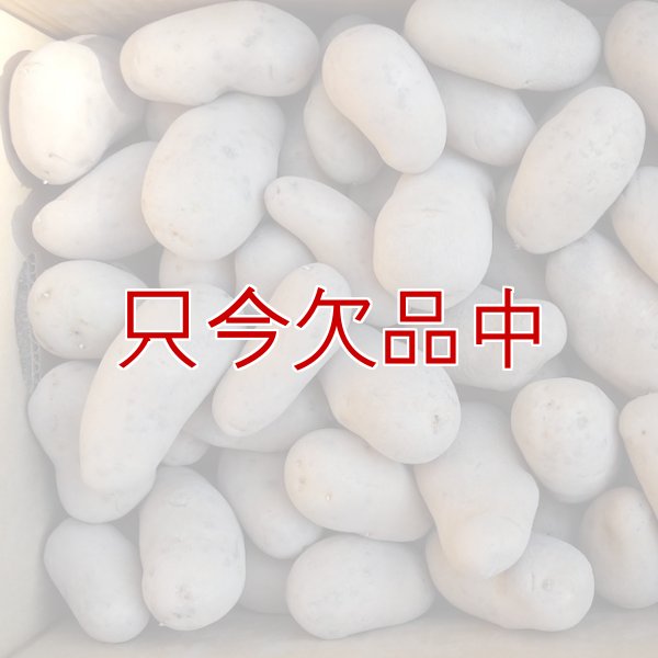 （馬鈴薯）種ジャガイモ【メークイン】