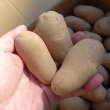 （馬鈴薯）種ジャガイモ【メークイン】