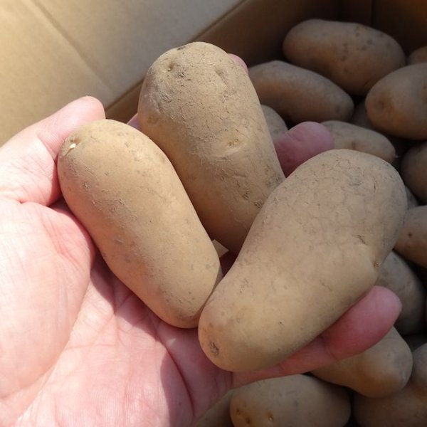 （馬鈴薯）種ジャガイモ【メークイン】