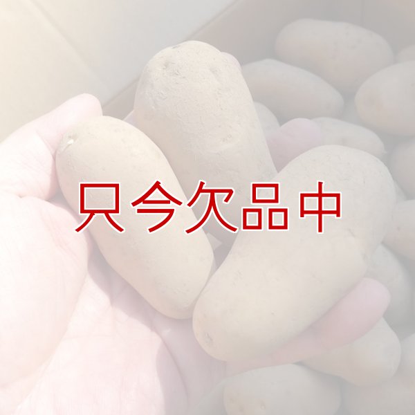 （馬鈴薯）種ジャガイモ【メークイン】