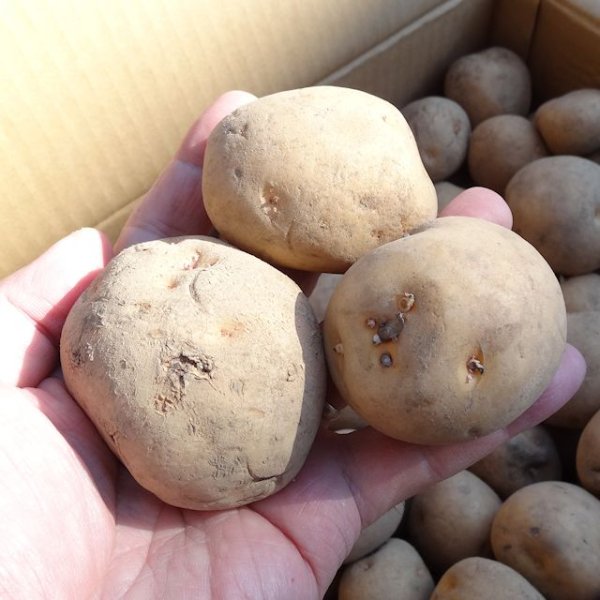 種ジャガイモ｜キタアカリ