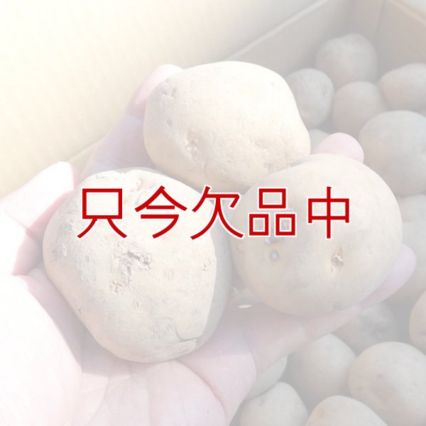 種ジャガイモ｜キタアカリ