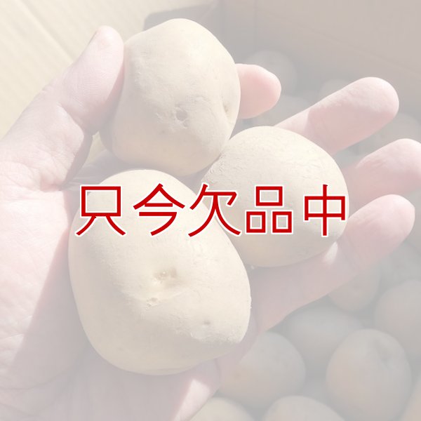 （馬鈴薯）種ジャガイモ【男爵薯】