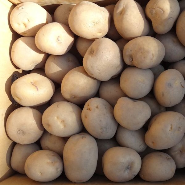 （馬鈴薯）種ジャガイモ【男爵薯】