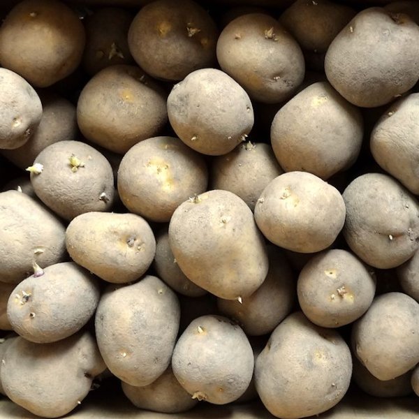 タネジャガイモ｜とうや