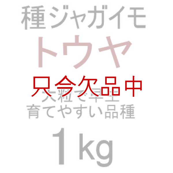 画像2: [完売][次回2026年12月より予約開始いたします]（馬鈴薯）種ジャガイモ【トウヤ】【1kg】大粒で早生、育てやすい品種 (2)