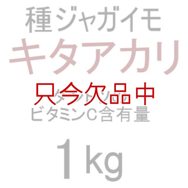 画像2: [完売][次回2026年12月より予約開始いたします]（馬鈴薯）種ジャガイモ【キタアカリ】【1kg】ダントツのビタミンC含有量 (2)