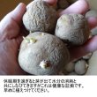 画像5: 在庫限り[値下げ]（馬鈴薯）種ジャガイモ【キタアカリ】【1kg】ダントツのビタミンC含有量 (5)