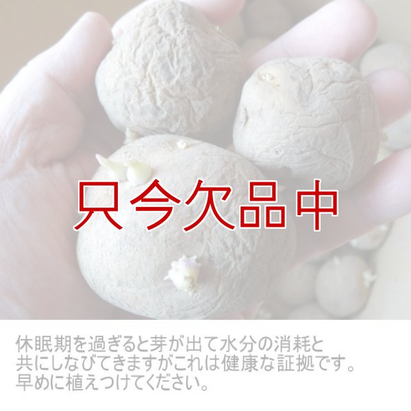 タネジャガイモ｜とうや