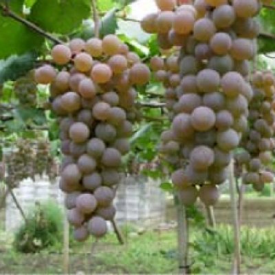 画像3: (粒状)骨りん酸【100kg(20kgx5袋)】【陸送地域のみ】く溶性りん酸分35%保証