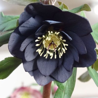 画像2: (粒状)骨りん酸【100kg(20kgx5袋)】【陸送地域のみ】く溶性りん酸分35%保証