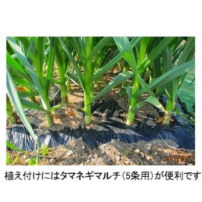 画像3: [予約受付中・2025年7月出荷品][長野県産]マイルドエックス｜種子用大蒜｜臭いの残らない国産ニンニク【100g】※この商品は単独でご注文ください。