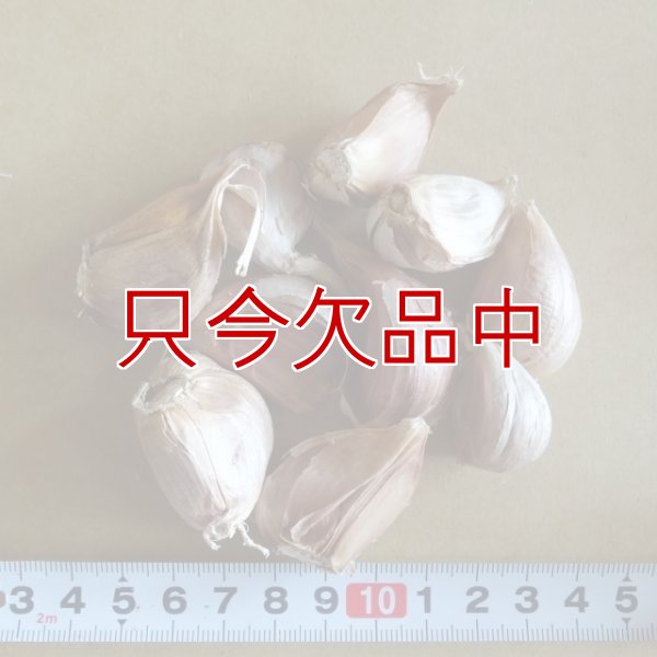 赤丸にんにく｜種子用大蒜｜りん片10球入