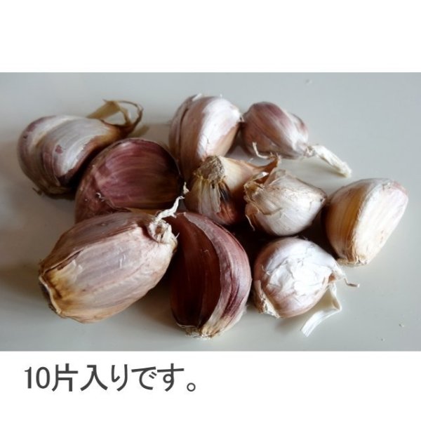 赤丸にんにく|種子用大蒜|りん片10球入