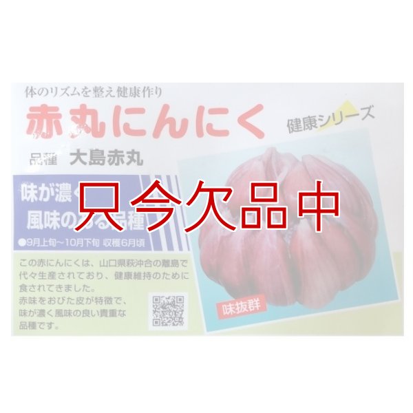 赤丸にんにく｜種子用大蒜｜りん片10球入