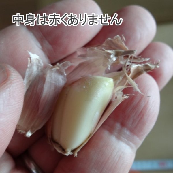 赤丸にんにく|種子用大蒜|りん片10球入