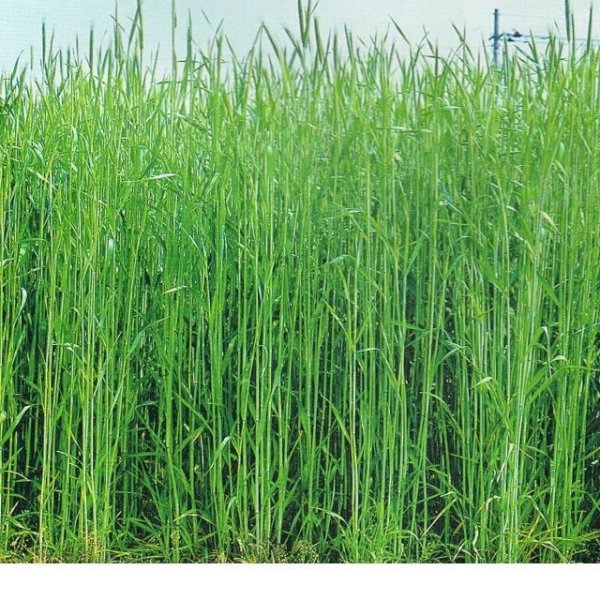 ライ麦｜ハルミドリ【極早生種】