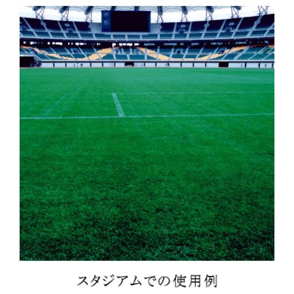 画像4: 【西洋芝種子】ケンタッキーブルーグラス|ブルーノート【1kg】【寒地型】 (4)