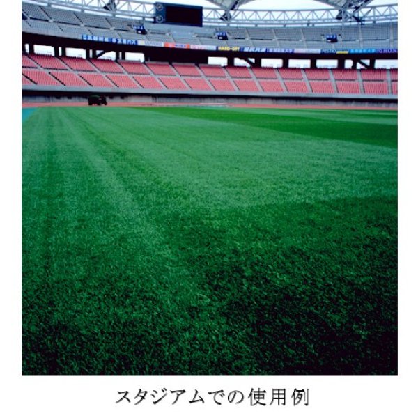 画像3: 【西洋芝種子】ケンタッキーブルーグラス|ブルーノート【1kg】【寒地型】 (3)