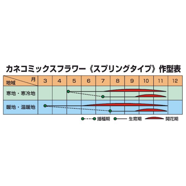 カネコミックスフラワー《スプリングタイプ７》