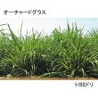 オーチャードグラス トヨミドリ