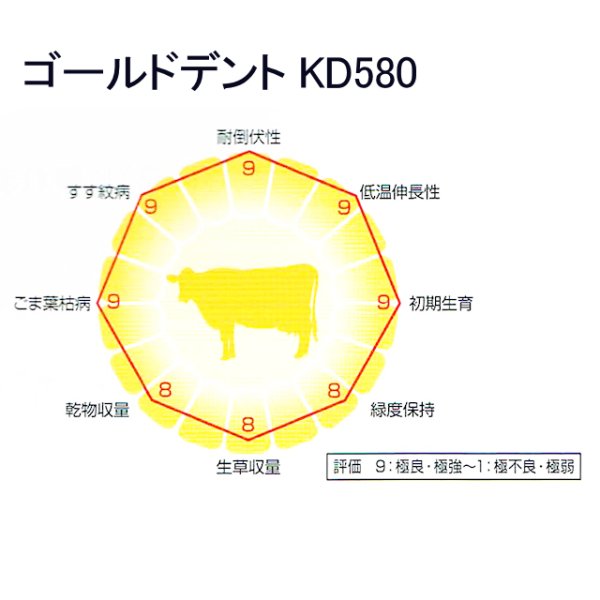 ゴールドデント|KD580