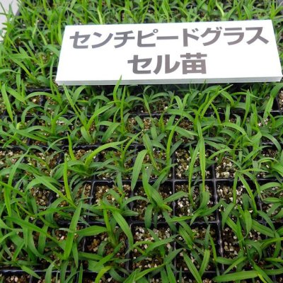 画像1: 【暖地型芝草】センチピードグラス｜Centipede grass【管理が楽々】