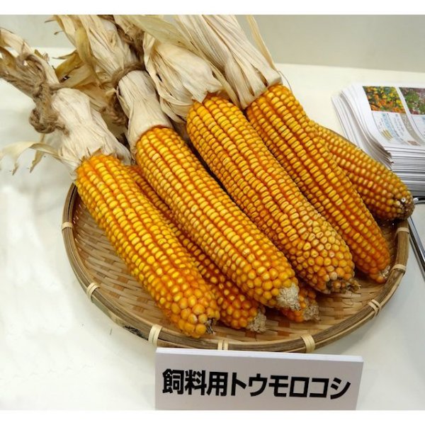 画像10: 【新品種・牧草種子】サイレージコーン｜飼料用トウモロコシ（中生種）｜NS129スーパー[RM129] 3500粒/約500平方ｍ分｜中生ならではの大型草姿｜カネコ種苗製 (10)