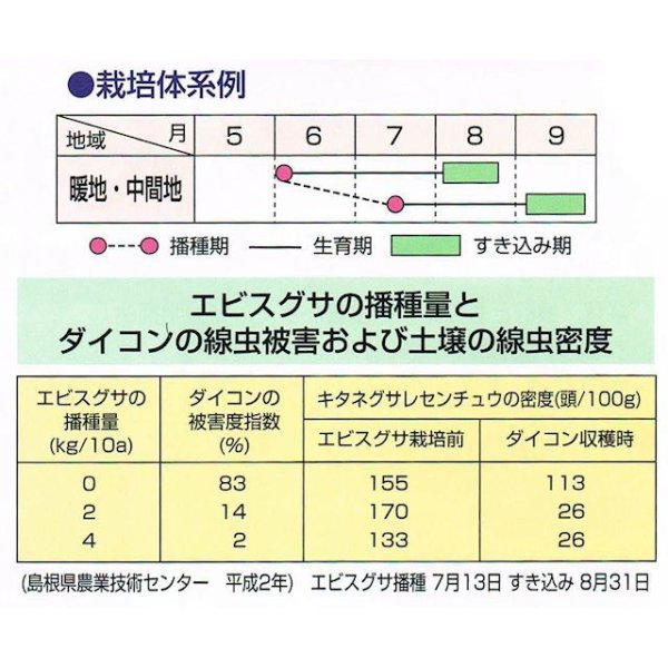 画像10: ［値下げ]【緑肥用種子】エビスグサ｜線虫抑制｜マメ科【1kg】カネコ種苗製 (10)