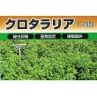 画像4: クロタラリア｜家庭園芸・実験栽培用【100g】【送料無料】【時間指定不可】 (4)