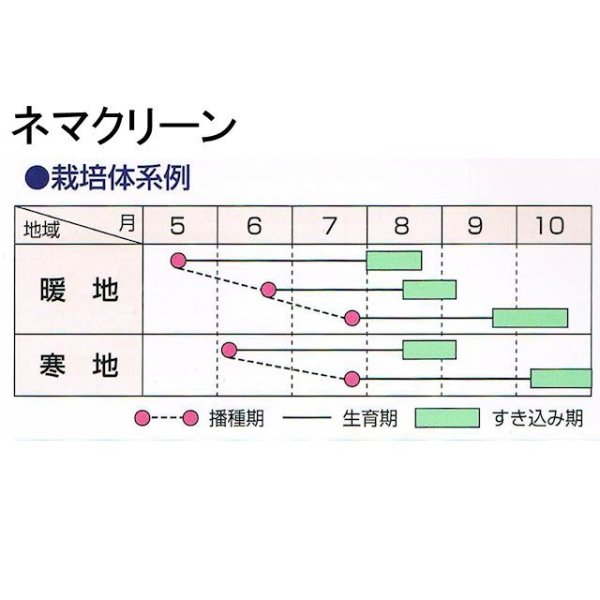 画像10: ネマクリーンのタネ【100g】【送料無料】【時間指定不可】 (10)