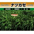 【牧草種子】【緑肥種子】ナツカゼ｜ギニアグラス【1kg】硬盤破砕｜線虫抑制｜除塩｜カネコ種苗製