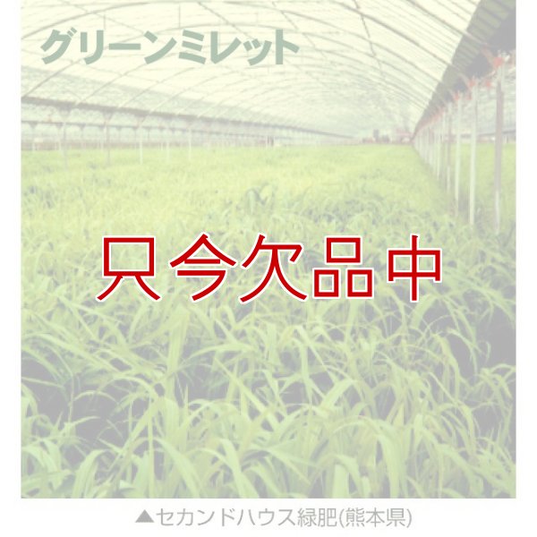 グリーンミレット｜栽培ひえ