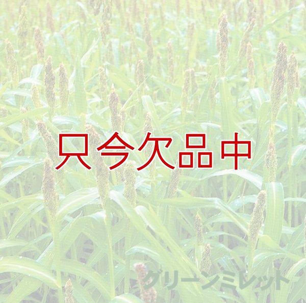 グリーンミレット｜栽培ひえ
