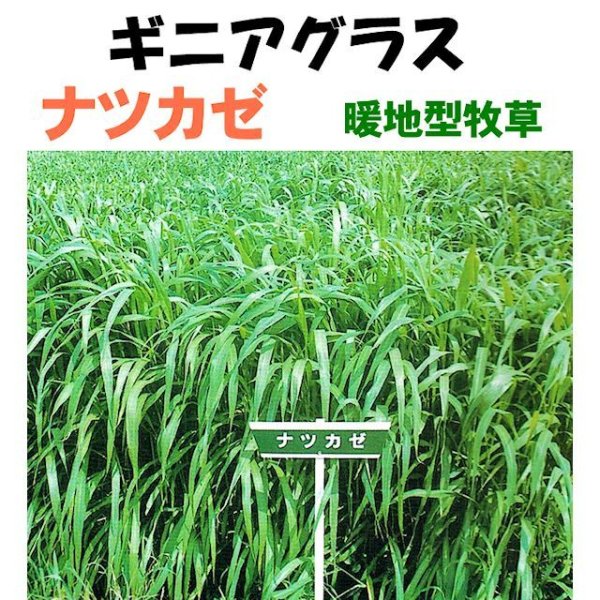 ギニアグラス｜ナツカゼ