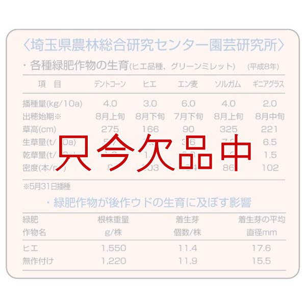画像9: [値下げ]【緑肥・牧草種子】グリーンミレット｜ヒエ【中生（乾物収量多収）】【1kg】カネコ種苗製 (9)