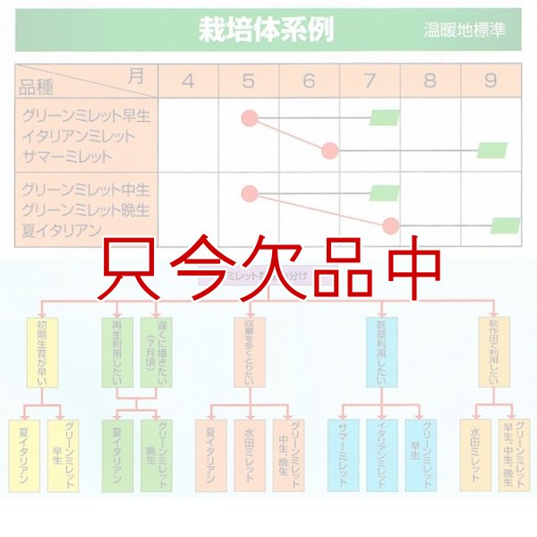 画像7: [値下げ]【緑肥・牧草種子】グリーンミレット｜ヒエ【中生（乾物収量多収）】【1kg】カネコ種苗製 (7)