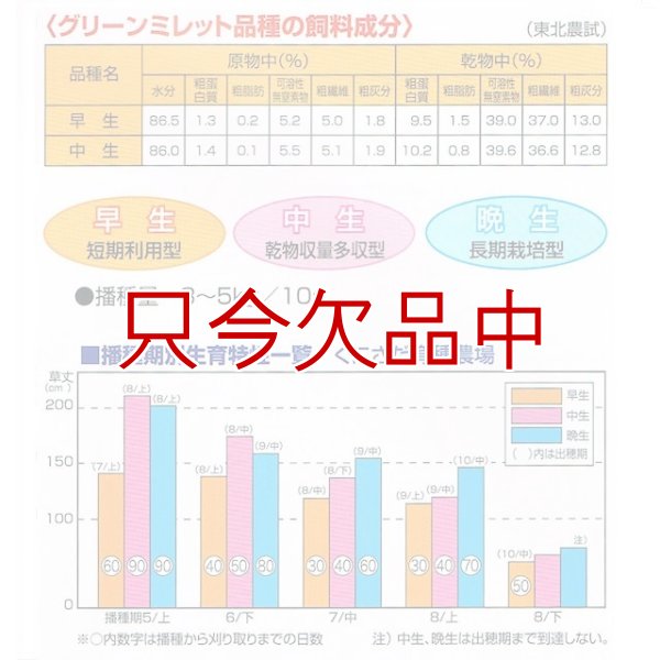 画像8: [値下げ]【緑肥・牧草種子】グリーンミレット｜ヒエ【中生（乾物収量多収）】【1kg】カネコ種苗製 (8)