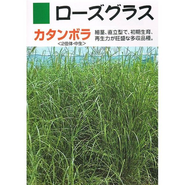 ローズグラス|カタンボラ普通種子